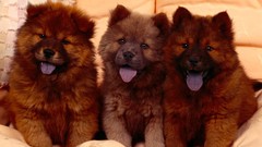 Puppies Dogs chow chow