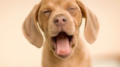 Puppies Dogs funny yawns