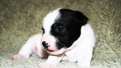 Puppies Dogs Jack Russell Terrier