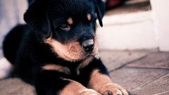 Puppies Dogs rottweiler