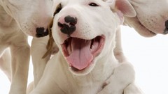 Puppies Dogs terrier bull terrier