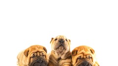 Puppies Dogs white background shar pei