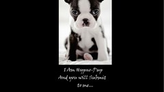 Puppies funny hypno