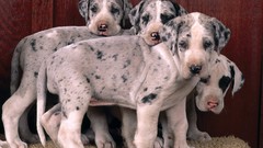 Puppies great dane