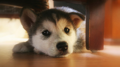 Puppies husky