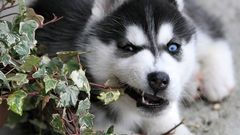 Puppies husky