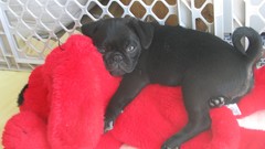 Puppies pug Clifford the Big Red Dog black pug