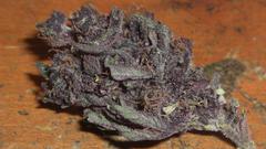 Purp2 guys! high