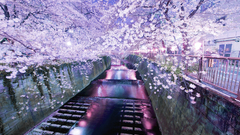 Purple beauty fantasy Beauty