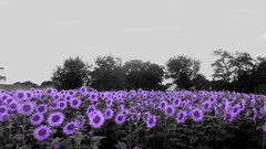 Purple flowers fields selective coloring color splash