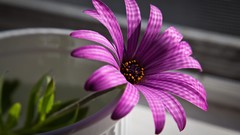 Purple flowers Flowers Daisy