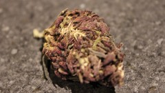 Purple marijuana kush nug