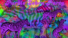 Purple out zebra fresh party