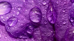 Purple wet water drops