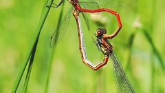 Pyrrhososma nymphula luc high