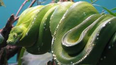 Python Green nature snakes