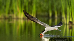 Quotes John F. Kennedy