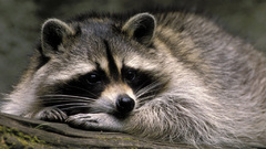Raccoon dog procyon lotor