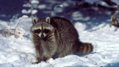 Raccoon on snow cute