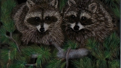 Raccoons