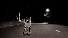 Raccoons