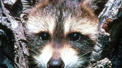 Raccoons Montana baby animals