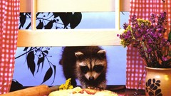 Raccoons pie Thief