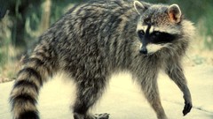 Raccoons ratons-laveurs procioni animal