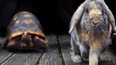 Race rabbits tortoises fable slow