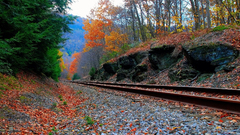 railway landscape Trees rock forest fall metal stones leaves