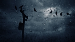 Rain Birds drawings pylons