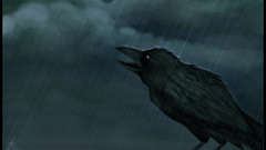 Rain Birds Ravens