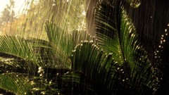 Rain falling palm leaves