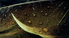 Rain feathers Plants water