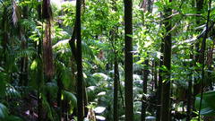 Rain forest nature tropic