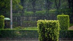 Rain Garden bushes streets hedges