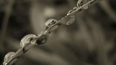 Rain grass water drops