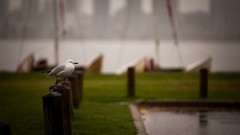 Rain gull