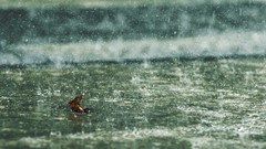 Rain leaves Viet Nam