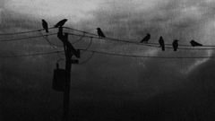 Rain power lines crows