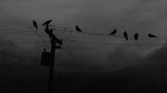 Rain power lines crows