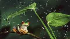 Rain shelter Frogs amphibians Red-Eyed Tree Frog