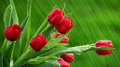 Rain tulips April red flowers