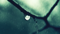 Rain water drops macro