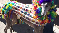 Rainbow condom dog high