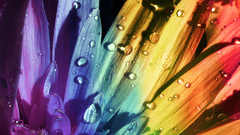 Rainbow flower Art Flowers