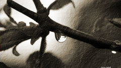 Rainy branch by Zlata