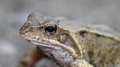 Rana temp macro high