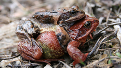 Rana temporaria high