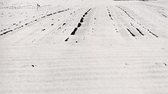 Ray MOORE) edwinstone gelatin